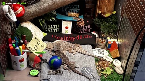 🔴 2025🔴03-20🍁 Live Stream Day 18🔴 🍏Healthy4Life🐉 Mascots 🍎🐲 Meet Kobe & Health🐉 Day In The Life Of Bearded Dragons🐲Day18🐉⭕Live🦎Streaming🔴