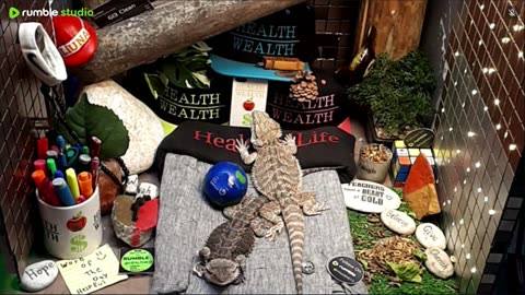 🔴 2025🔴03-20🍁 Live Stream Day 18🔴 🍏Healthy4Life🐉 Mascots 🍎🐲 Meet Kobe & Health🐉 Day In The Life Of Bearded Dragons🐲Day18🐉⭕Live🦎Streaming🔴