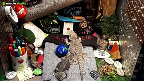 🔴 2025🔴03-20🍁 Live Stream Day 18🔴 🍏Healthy4Life🐉 Mascots 🍎🐲 Meet Kobe & Health🐉 Day In The Life Of Bearded Dragons🐲Day18🐉⭕Live🦎Streaming🔴