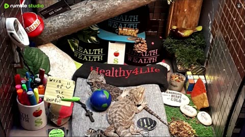 🔴 2025🔴03-20🍁 Live Stream Day 18🔴 🍏Healthy4Life🐉 Mascots 🍎🐲 Meet Kobe & Health🐉 Day In The Life Of Bearded Dragons🐲Day18🐉⭕Live🦎Streaming🔴