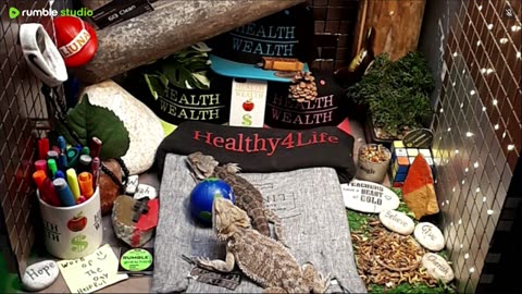 🔴 2025🔴03-20🍁 Live Stream Day 18🔴 🍏Healthy4Life🐉 Mascots 🍎🐲 Meet Kobe & Health🐉 Day In The Life Of Bearded Dragons🐲Day18🐉⭕Live🦎Streaming🔴