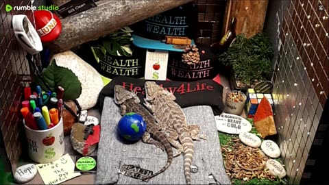 🔴 2025🔴03-20🍁 Live Stream Day 18🔴 🍏Healthy4Life🐉 Mascots 🍎🐲 Meet Kobe & Health🐉 Day In The Life Of Bearded Dragons🐲Day18🐉⭕Live🦎Streaming🔴