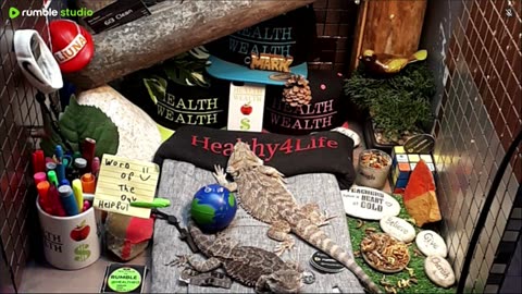 🔴 2025🔴03-20🍁 Live Stream Day 18🔴 🍏Healthy4Life🐉 Mascots 🍎🐲 Meet Kobe & Health🐉 Day In The Life Of Bearded Dragons🐲Day18🐉⭕Live🦎Streaming🔴