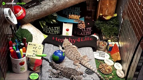 🔴 2025🔴03-20🍁 Live Stream Day 18🔴 🍏Healthy4Life🐉 Mascots 🍎🐲 Meet Kobe & Health🐉 Day In The Life Of Bearded Dragons🐲Day18🐉⭕Live🦎Streaming🔴