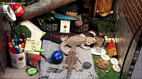 🔴 2025🔴03-20🍁 Live Stream Day 18🔴 🍏Healthy4Life🐉 Mascots 🍎🐲 Meet Kobe & Health🐉 Day In The Life Of Bearded Dragons🐲Day18🐉⭕Live🦎Streaming🔴