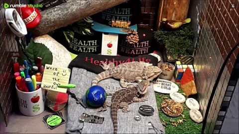 🔴 2025🔴03-20🍁 Live Stream Day 18🔴 🍏Healthy4Life🐉 Mascots 🍎🐲 Meet Kobe & Health🐉 Day In The Life Of Bearded Dragons🐲Day18🐉⭕Live🦎Streaming🔴