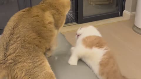Battle for the couch: who will win?