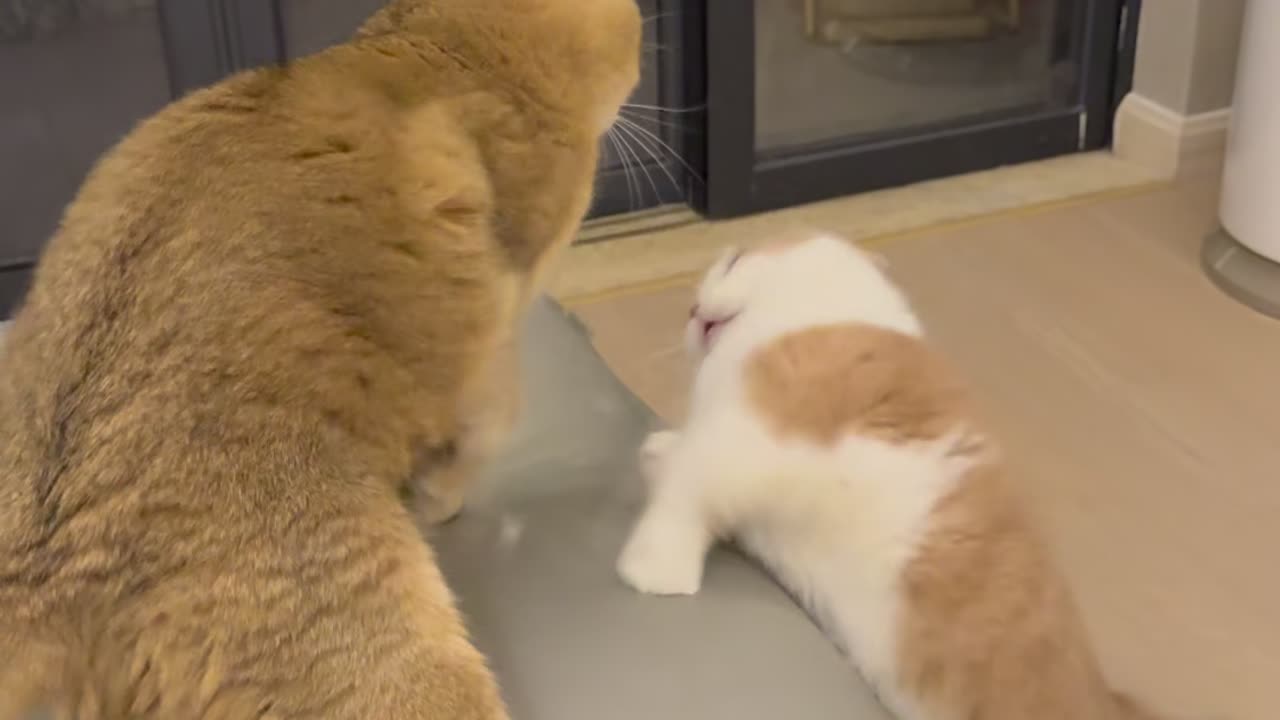 Battle for the couch: who will win?