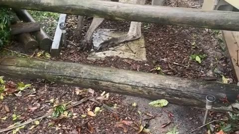Kangaroo 