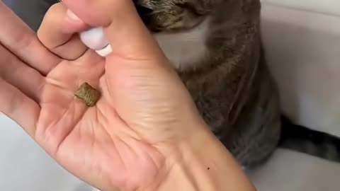 Cats being cats 🤣🤣 #funny #catvideos #catshorts #cat