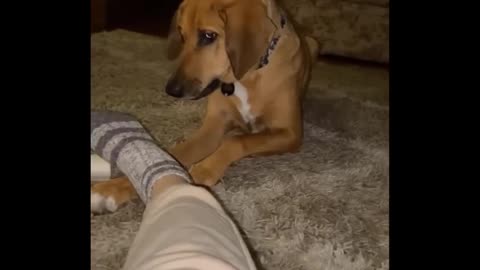 These Funny Animals Will Make Your Day – Guaranteed!