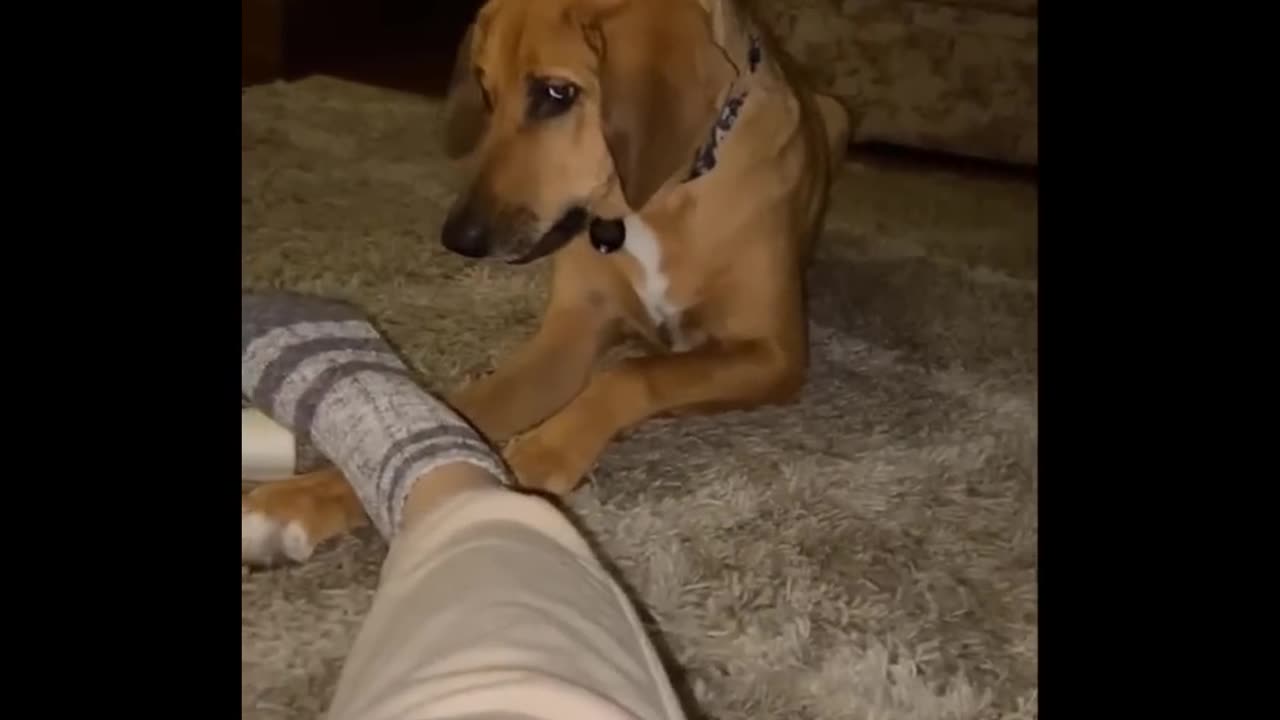 These Funny Animals Will Make Your Day – Guaranteed!