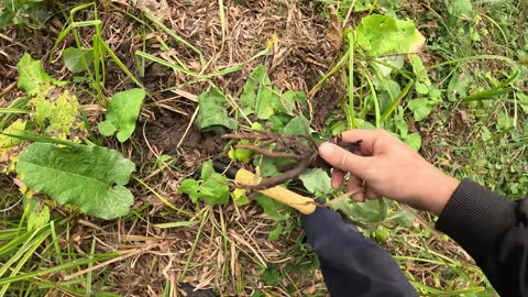 ОТец Добывает РУССКИЙ РЕЙШИ и КОРЕНЬЯ Алтей, Лопух, Одуванчик и Цикорий 28 09 25г