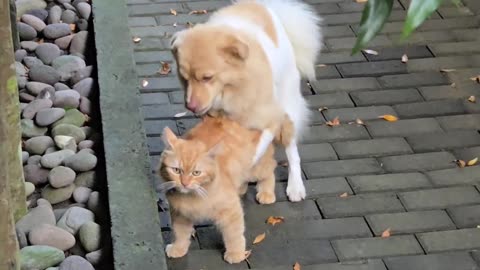 🦁💕 Unlikely Love in Bali: Monkey and Dog Become Besties | FunFM