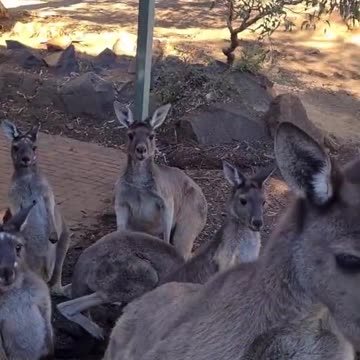 Kangaroo showing off height only in Australia 🇦🇺