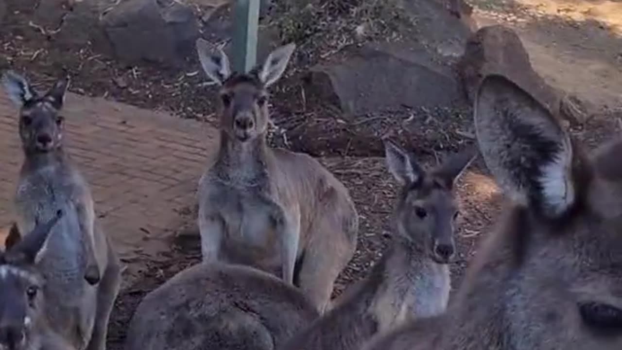 Kangaroo showing off height only in Australia 🇦🇺