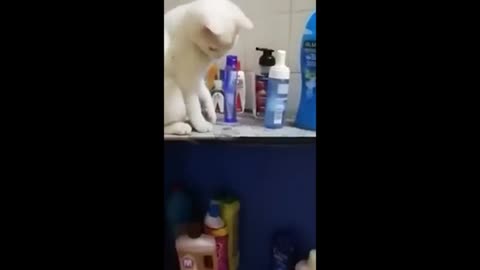 🤣Funny animals you will like it😇
