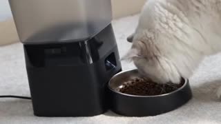 2L Smart Automatic Pet Food Dispenser with Stainless Steel Bowl