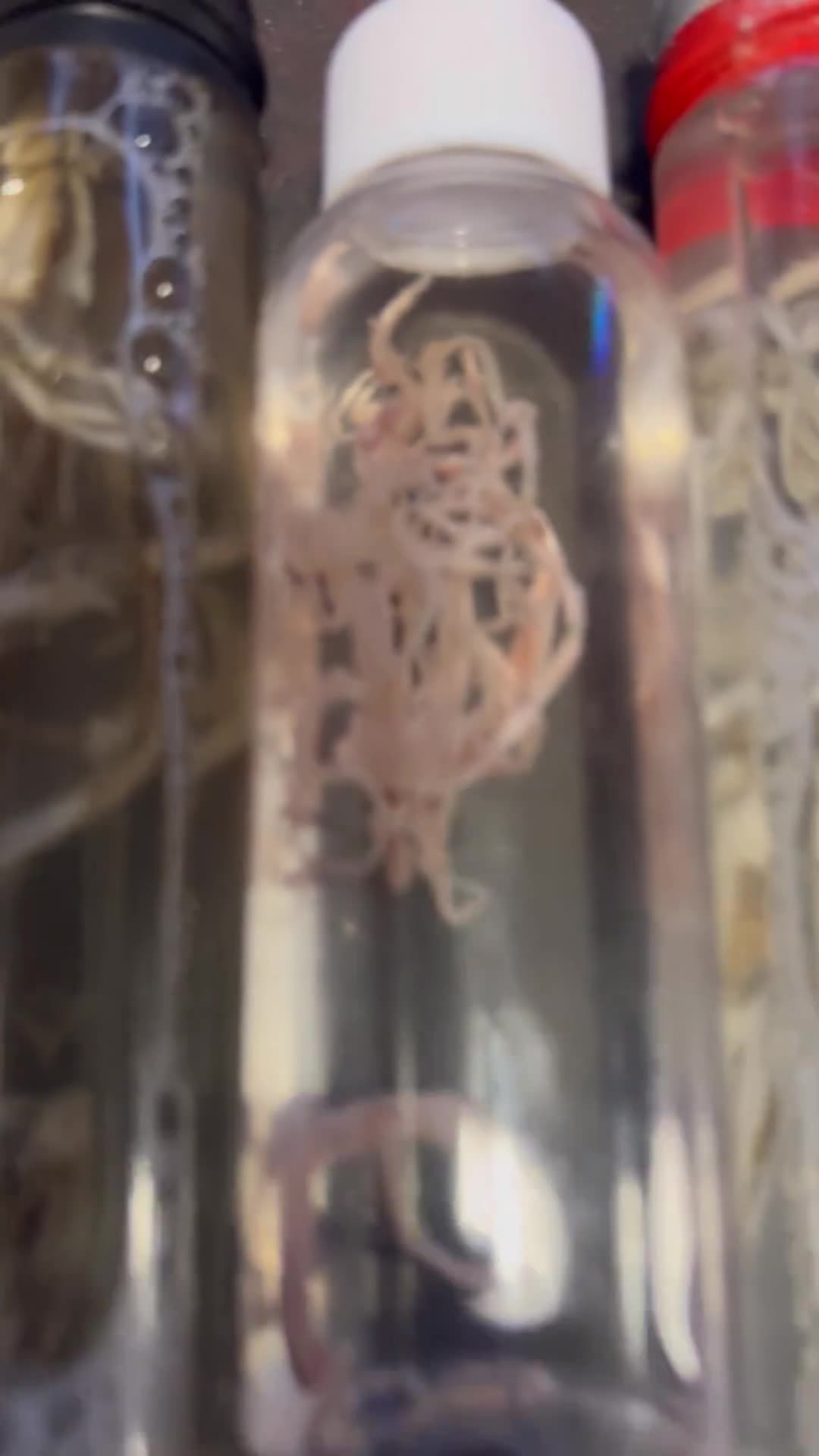 💉💀🦎The Vaccine Genocide🐊💀💉