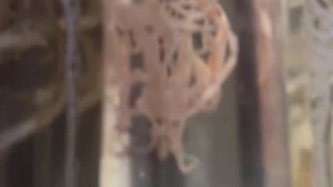 💉💀🦎The Vaccine Genocide🐊💀💉