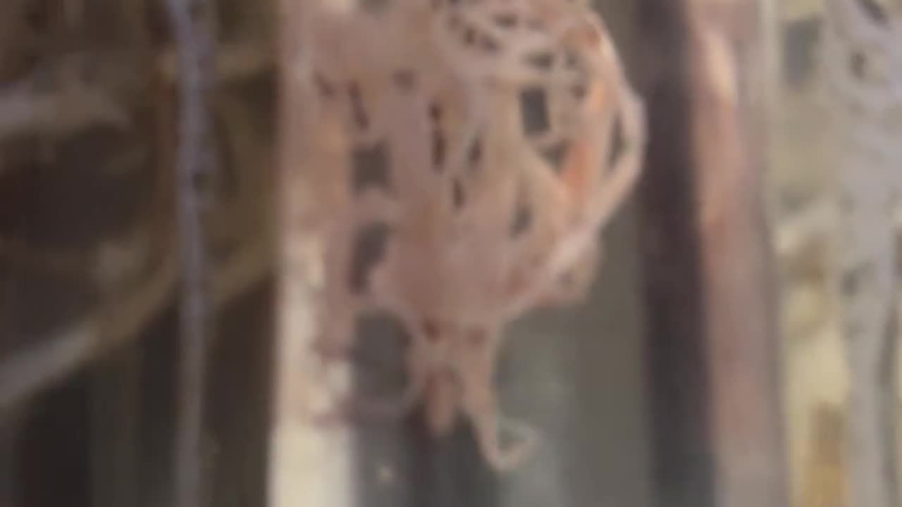 💉💀🦎The Vaccine Genocide🐊💀💉