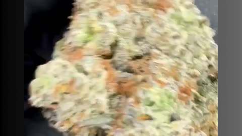Black Ice (29% THCa) AAA Indoor Indica | Menthol-Diesel Sedative Flower for Wholesale #thcahemp