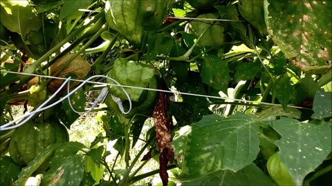 Joys Of Harvest Tomatillos Aug 2022