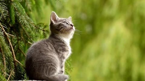 Truth Hertz: The Compassion and Intelligence of Animals