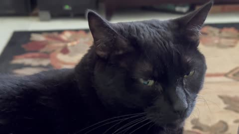 Cute Precious Piper Has Beautiful Features - My Adopted Shelter Cat Vlog