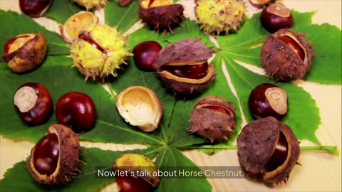 Pycnogenol & Horse Chestnut: Natural Support for Circulation and Vein Health