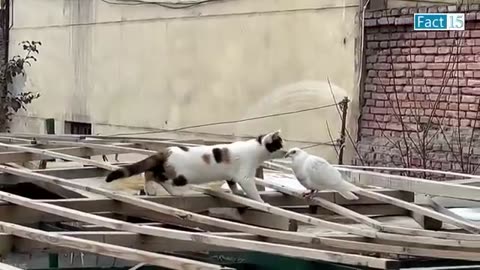 Animal funny videos
