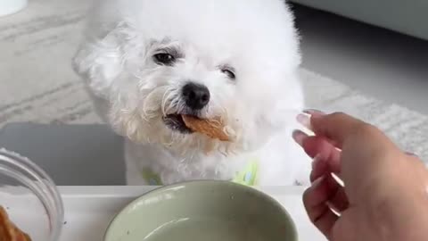 Eating dog food #dog#dog eating