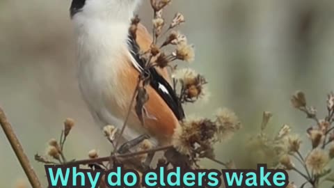 Better Sleep Tips#ElderCare 🧓 #SleepTips 😴 #CalmNights 🌙 #RestEasy 🛏️ #GoldenYears 🌟