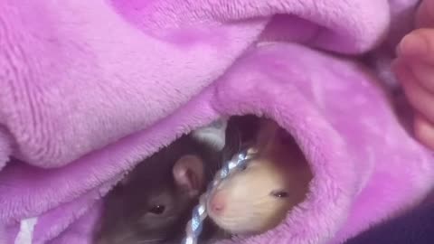Caught in the Pocket! Fancy Rats Enid & Wednesday Too Adorable 🐭💖