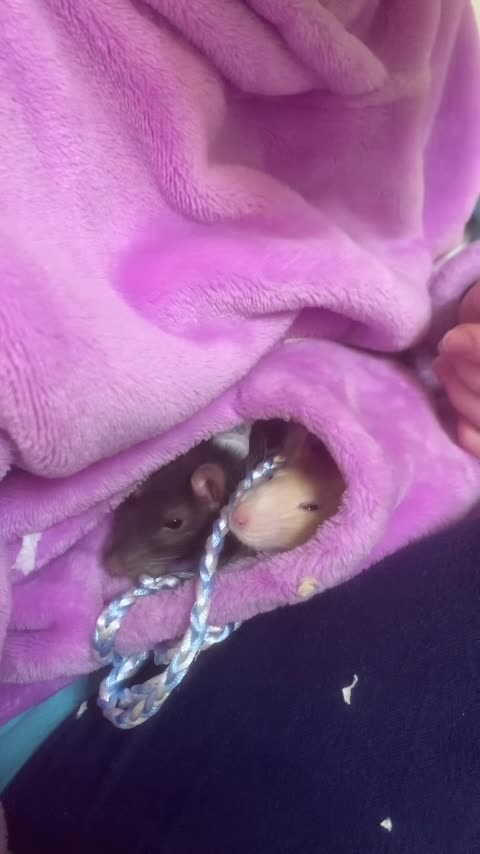 Caught in the Pocket! Fancy Rats Enid & Wednesday Too Adorable 🐭💖