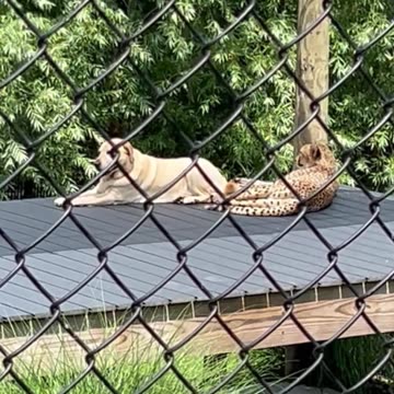 Cheetah and Labrador At The Zoo Are Longtime Besties