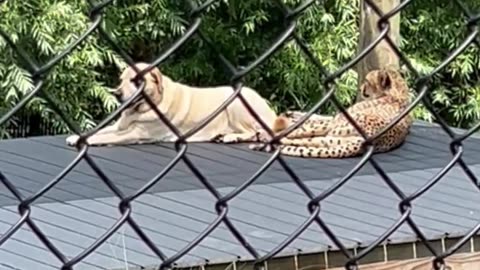 Cheetah and Labrador At The Zoo Are Longtime Besties