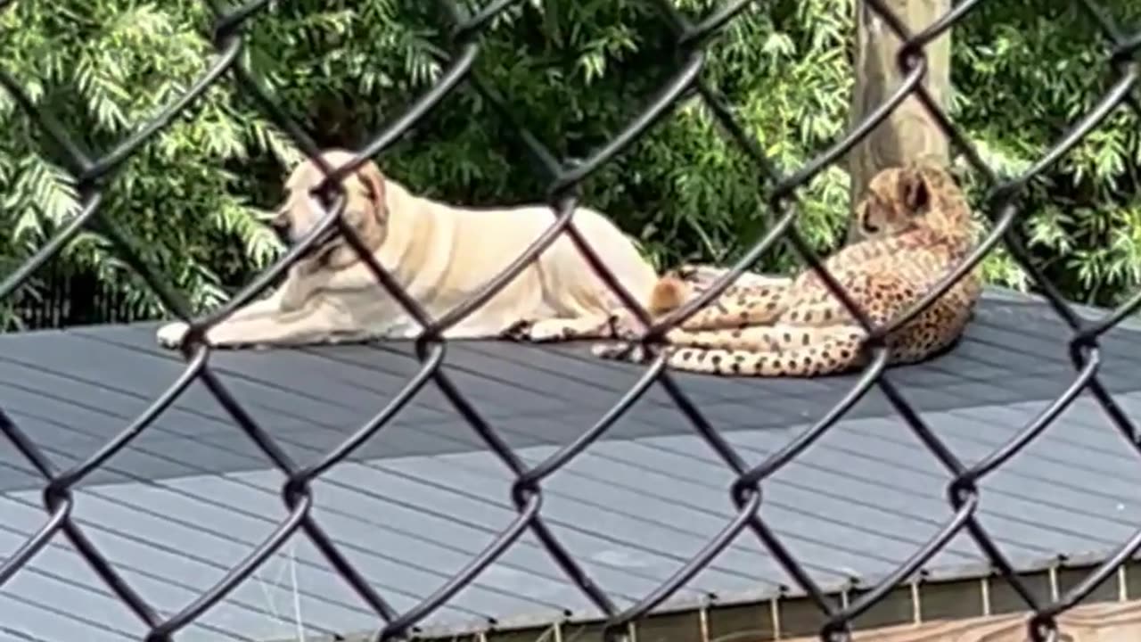 Cheetah and Labrador At The Zoo Are Longtime Besties