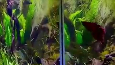 5 Signs Of A Happy And Healthy Betta Fish