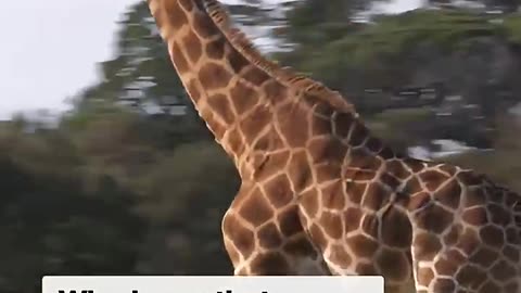 Incredible footage of giraffe zoomies ahead of World Giraffe Day - news.com.au