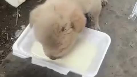 guy saves puppy from his mother
