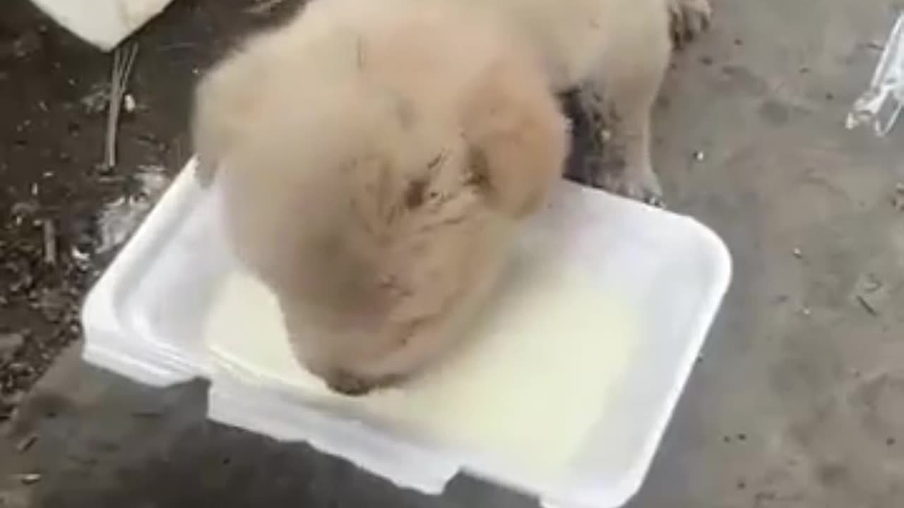 guy saves puppy from his mother