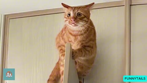 hilarious-cats--dogs-moments---ultimate-funny-animal-compilation-2025