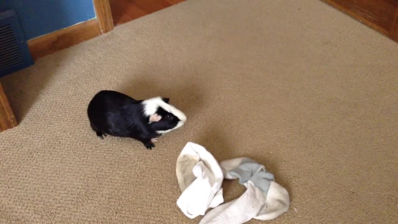 Robbie the Guinea Pig _ Joe Winko (May 24th 2014)