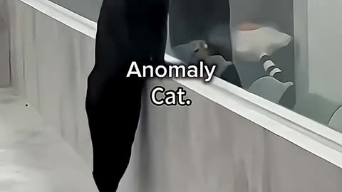 Just a Normal Day Being a Cat 😸 FOLLOW for Daily Cat Content & LIKE if You Relate!
