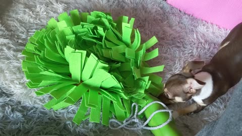 🤣🐶 Get a Snuffle Mat, They Said. It's Good for Mental Stimulation, They Said... | FunFM