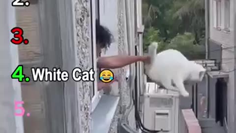 Hilarious Funny Cat video