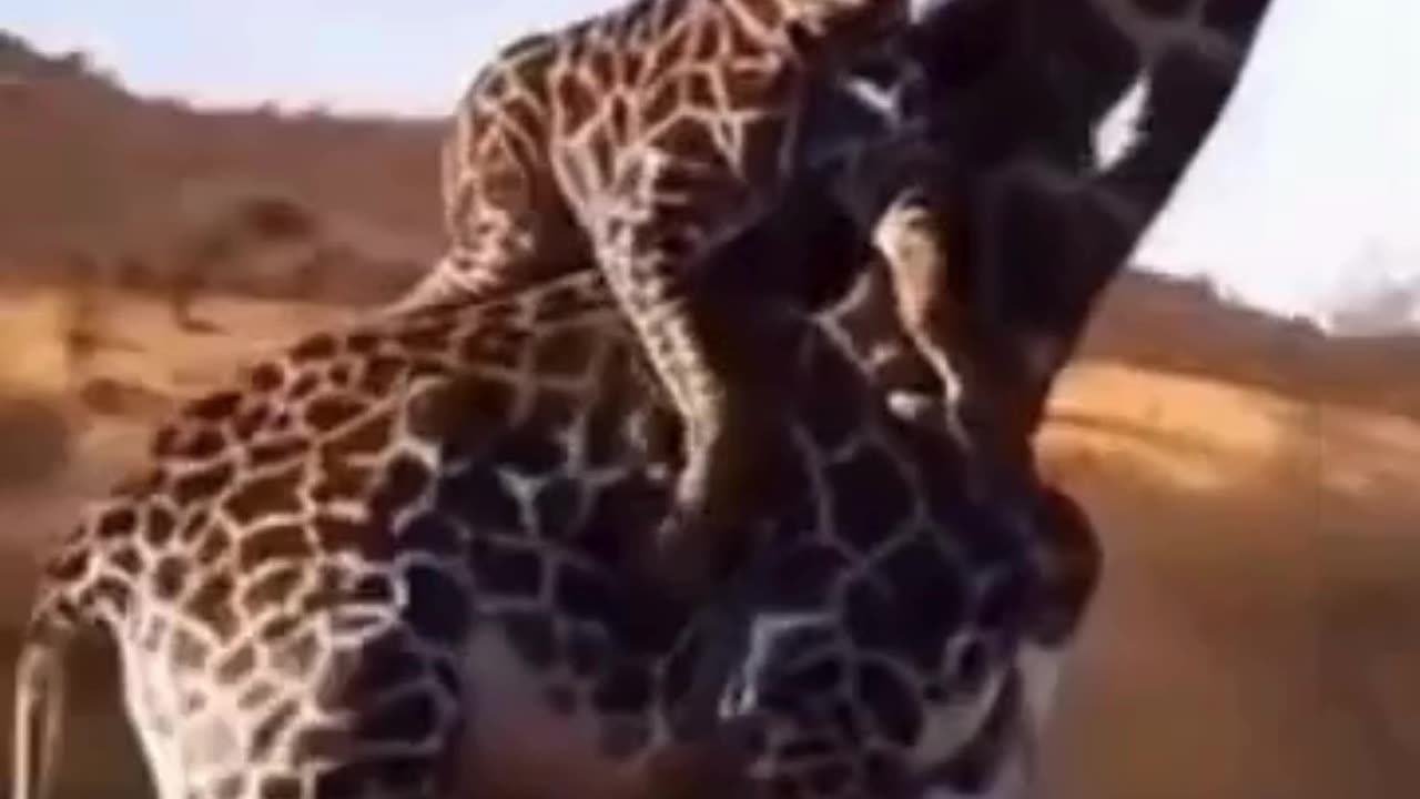 đź’‹Wonder How Baby Climbed Up