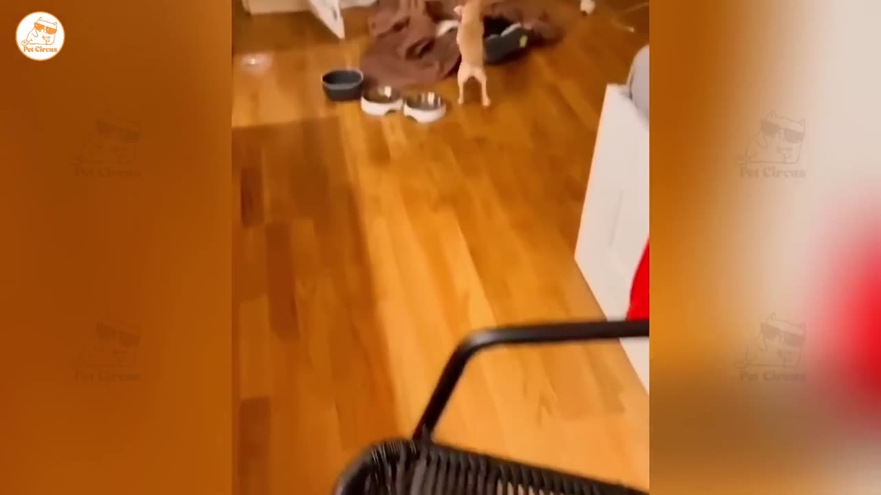 Funny Animals Video