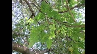 Twirling From The Sky Box Elder Tree August 2024